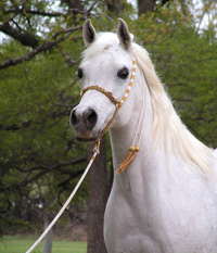 Ansata Samiha ( Prince Fa Moniet x Ansata Samantha )